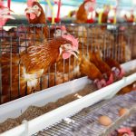 درک چرخه روزانه کلسیم در مرغ تخمگذار