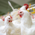 تاثیر کربنات کلسیم بر مرغ تخم‌رگذار