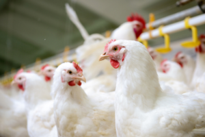تاثیر کربنات کلسیم بر مرغ تخم‌ گذار