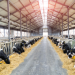 کربنات کلسیم برای گاوهای شیری