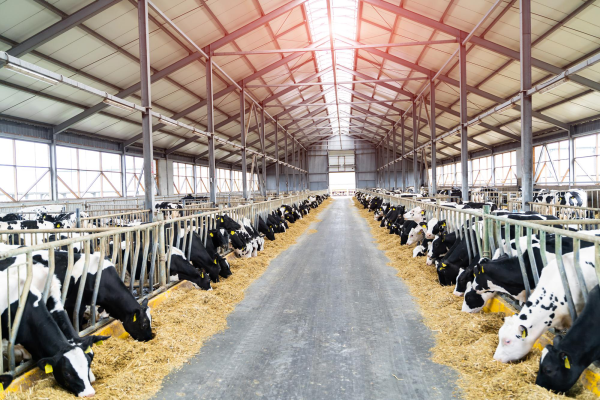 کربنات کلسیم برای گاوهای شیری