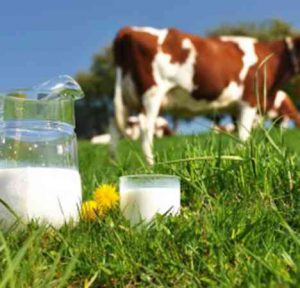 ارزش جیره غذایی گاوهای شیری