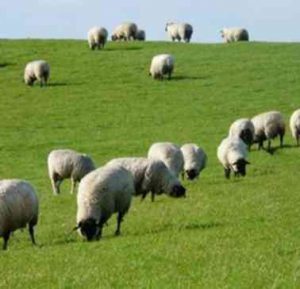 تأثیر غلظت های مختلف کلسیم بر الگوی حرکت اسپرم اپیدیدیمی گوسفند