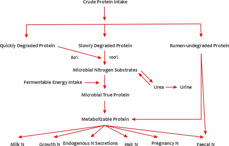 تولید پروتئین میکروبی